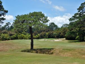 Titirangi 13th Tree